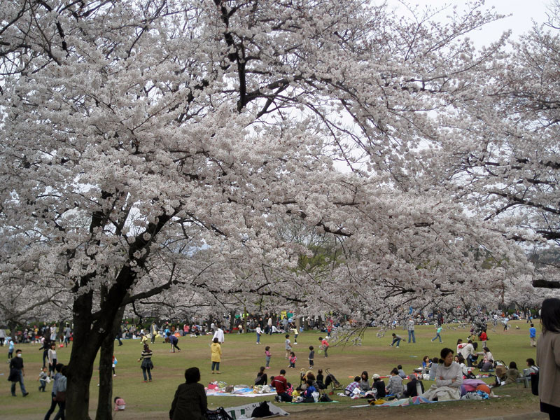 桜に囲まれた広場の写真